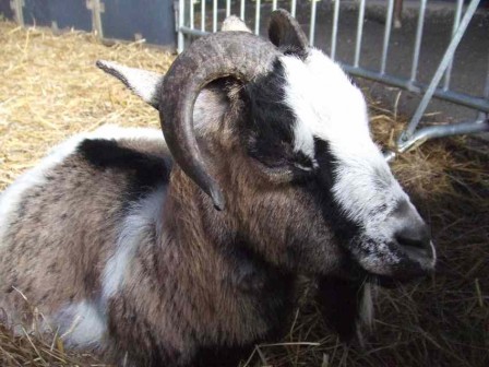 Chevre.JPG